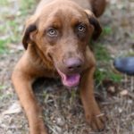 Adoptable (Official) Georgia Dogs for June 21, 2023