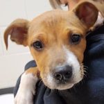 Adoptable (Official) Georgia Dogs for June 23, 2023