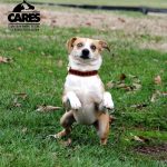 Adoptable (Official) Georgia Dogs for June 27, 2023