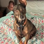 Adoptable (Official) Georgia Dogs for June 30, 2023