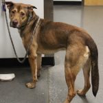 Adoptable (Official) Georgia Dogs for July 5, 2023