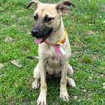 Adoptable (Official) Georgia Dogs for July 10, 2023