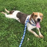 Adoptable (Official) Georgia Dogs for July 11, 2023
