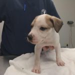 Adoptable (Official) Georgia Dogs for July 14, 2023
