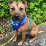 Adoptable (Official) Georgia Dogs for July 17, 2023