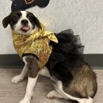 Adoptable (Official) Georgia Dogs for July 18, 2023