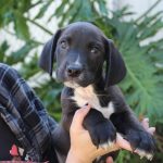 Adoptable (Official) Georgia Dogs for July 19, 2023