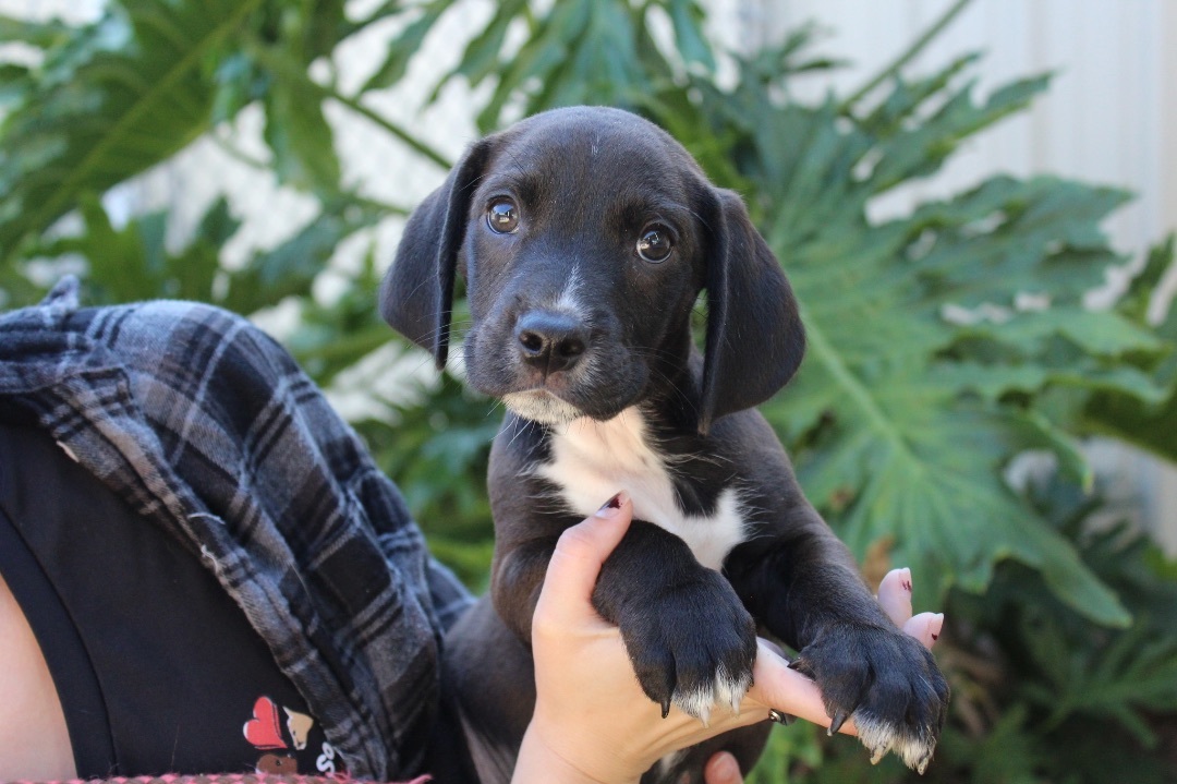 Daily Dogs GaPundit Page 17