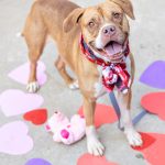 Adoptable (Official) Georgia Dogs for July 21, 202