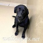 Adoptable (Official) Georgia Dogs for July 24, 2023