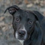 Adoptable (Official) Georgia Dogs for July 25, 2023