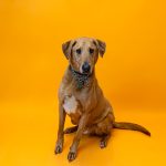 Adoptable (Official) Georgia Dogs for July 26, 2023