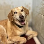 Adoptable (Official) Georgia Dogs for July 31, 2023