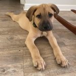 Adoptable (Official) Georgia Dogs for August 1, 2023
