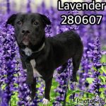 Adoptable (Official) Georgia Dogs for August 2, 2023
