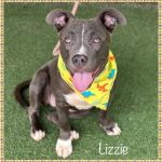 Adoptable (Official) Georgia Dogs for August 4, 2023