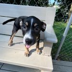 Adoptable (Official) Georgia Dogs for August 7, 2023