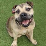 Adoptable (Official) Georgia Dogs for August 8, 2023