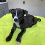 Adoptable (Official) Georgia Dogs for August 9, 2023