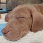 Adoptable (Official) Georgia Dogs for August 11, 2023