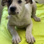 Adoptable (Official) Georgia Dogs for August 14, 2023