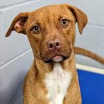 Adoptable (Official) Georgia Dogs for August 16, 2023