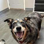 Adoptable (Official) Georgia Dogs for August 21, 2023