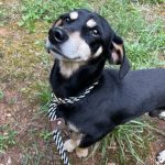Adoptable (Official) Georgia Dogs for August 22, 2023