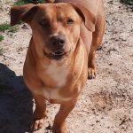 Adoptable (Official) Georgia Dogs for August 23, 2023