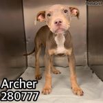 Adoptable (Official) Georgia Dogs for August 25, 2023