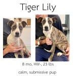 Adoptable (Official) Georgia Dogs for August 28, 2023