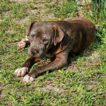 Adoptable (Official) Georgia Dogs for August 30, 2023