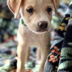 Adoptable (Official) Georgia Dogs for September 1, 2023