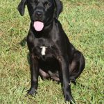 Adoptable (Official) Georgia Dogs for September 5, 2023