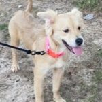 Adoptable (Official) Georgia Dogs for September 6, 2023