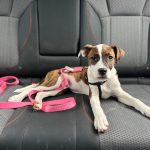 Adoptable (Official) Georgia Dogs for September 8, 2023