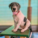 Adoptable (Official) Georgia Dogs for September 11, 2023