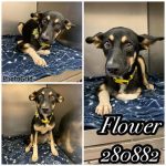 Adoptable (Official) Georgia Dogs for September 13, 2023