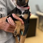 Adoptable (Official) Georgia Dogs for September 15, 2023