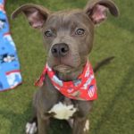 Adoptable (Official) Georgia Dogs for September 18, 2023