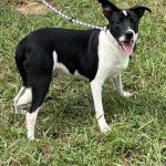 Adoptable (Official) Georgia Dogs for September 20, 2023