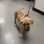 Adoptable (Official) Georgia Dogs for September 22, 2023