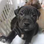 Adoptable (Official) Georgia Dogs for September 25, 2023