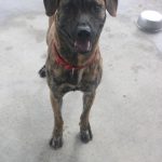 Adoptable (Official) Georgia Dogs for September 26, 2023