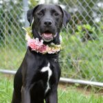 Adoptable (Official) Georgia Dogs for September 27, 2023