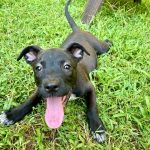 Adoptable (Official) Georgia Dogs for October 2, 2023