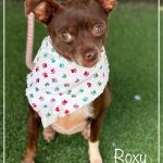 Adoptable (Official) Georgia Dogs for October 3, 2023