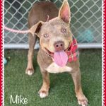 Adoptable (Official) Georgia Dogs for October 4, 2023