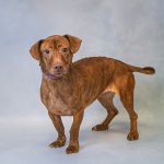 Adoptable (Official) Georgia Dogs for October 6, 2023