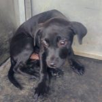 Adoptable (Official) Georgia Dogs for October 9, 2023